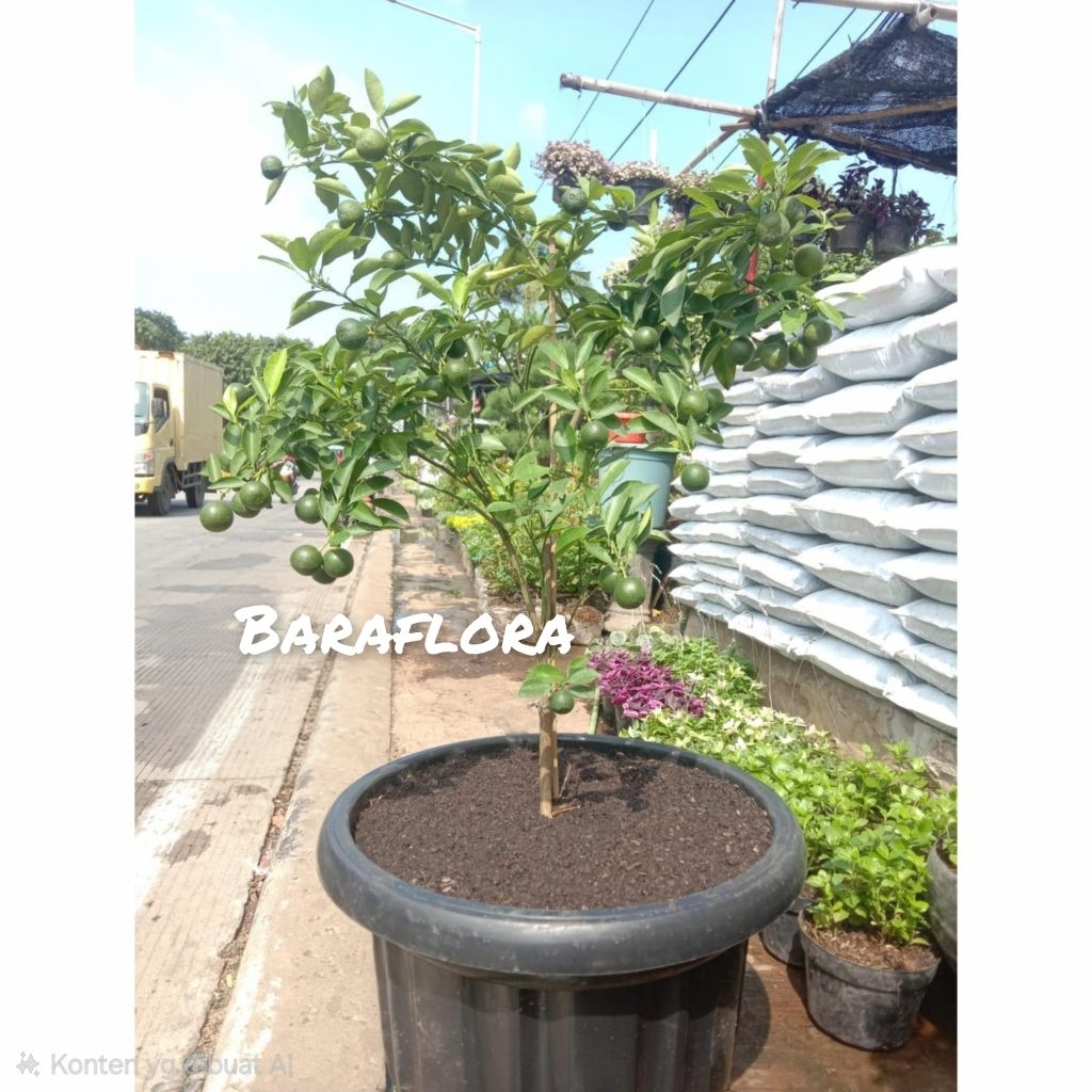 tanaman hias jeruk sonkit + pot