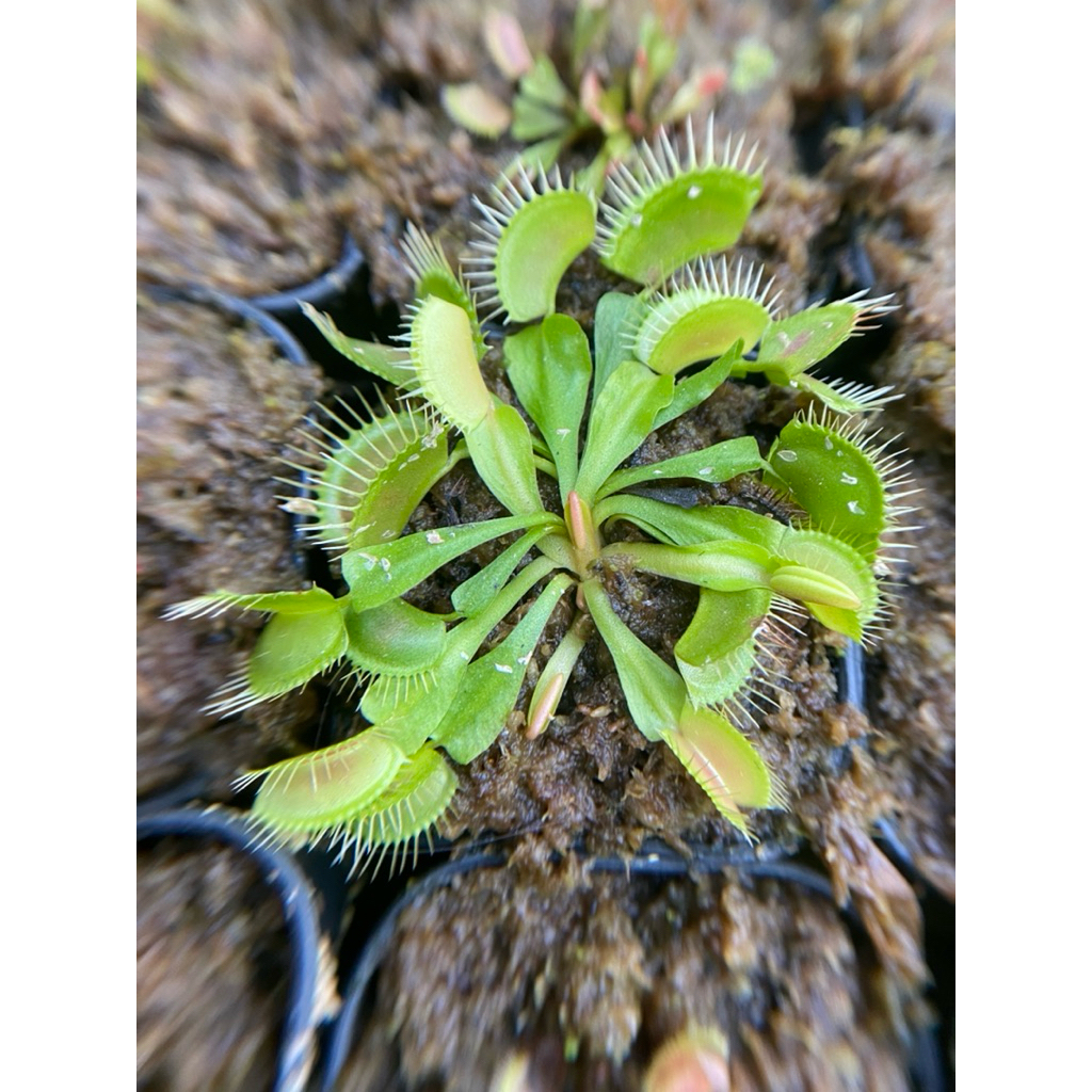 venus flytrap typikal