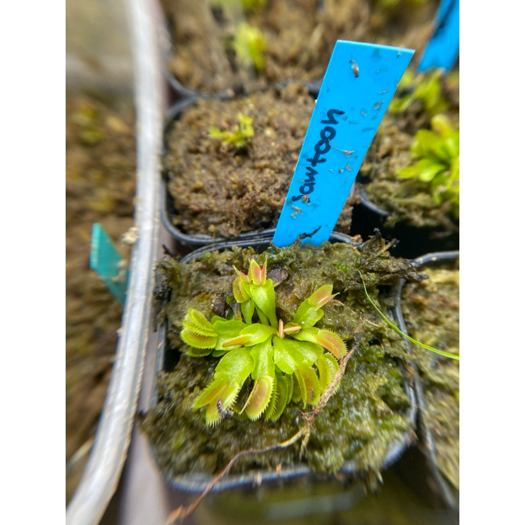 venus flytrap sawtooh