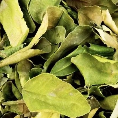 Daun Jeruk Purut Kering