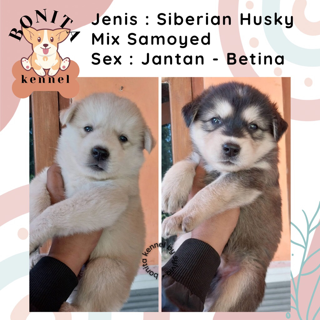 Samoyed Mix Siberian Husky Anjing Samoyed Husky Jantan Betina