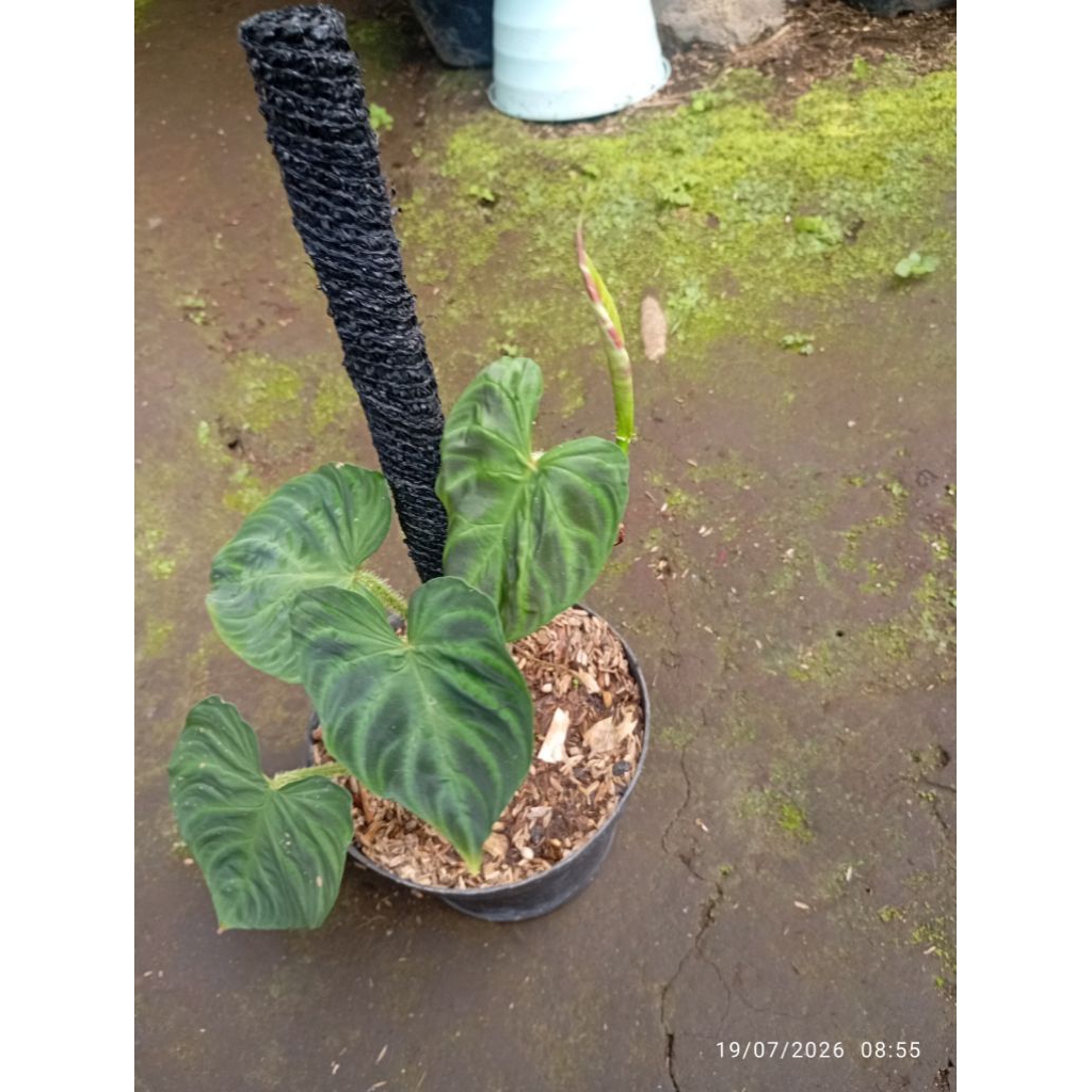 tanaman hias philodenroon verucosum