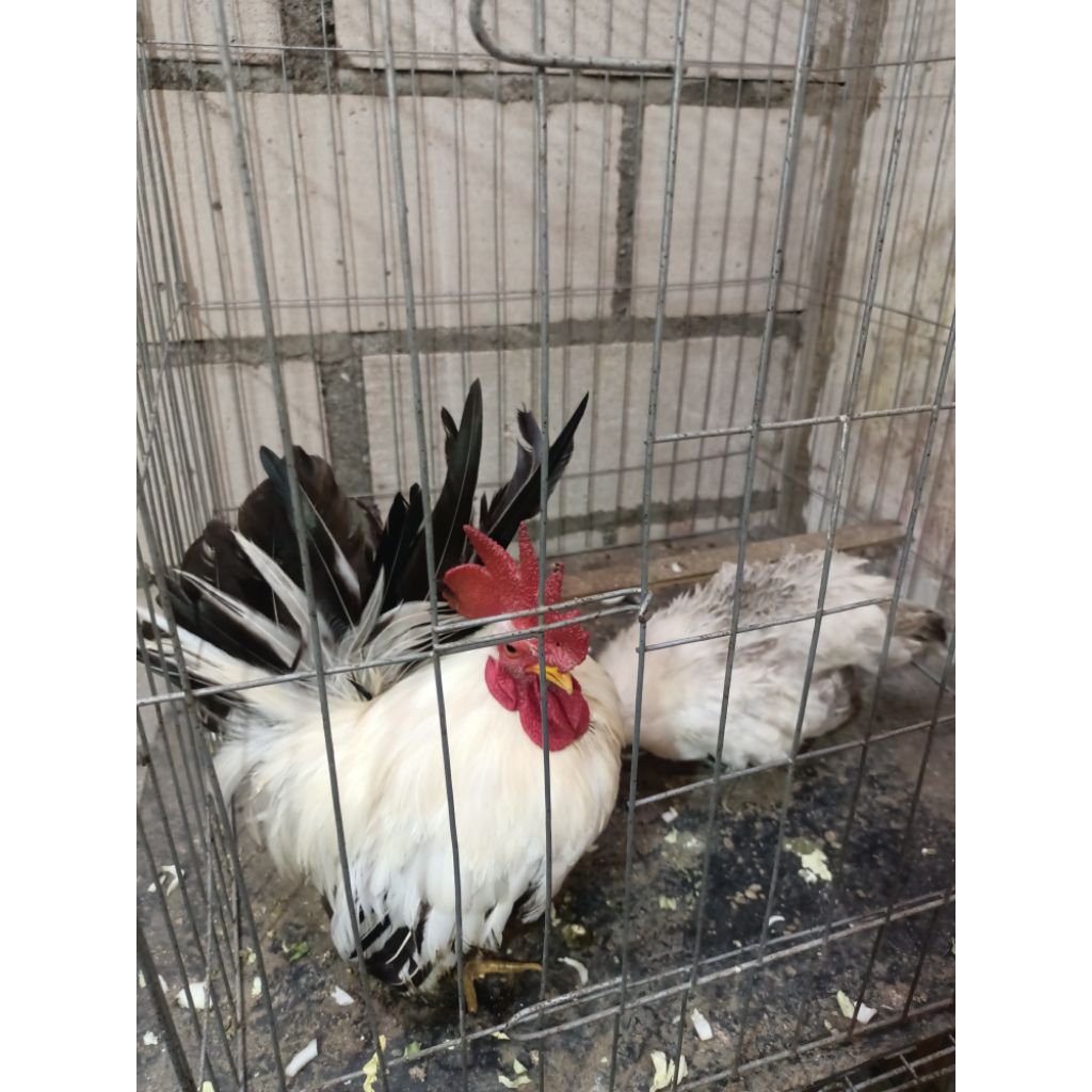 ayam Kate / Serama ori /chabo ori