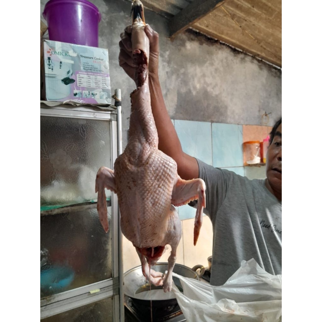Daging Bebek/entok/Manila Jantan Dewasa