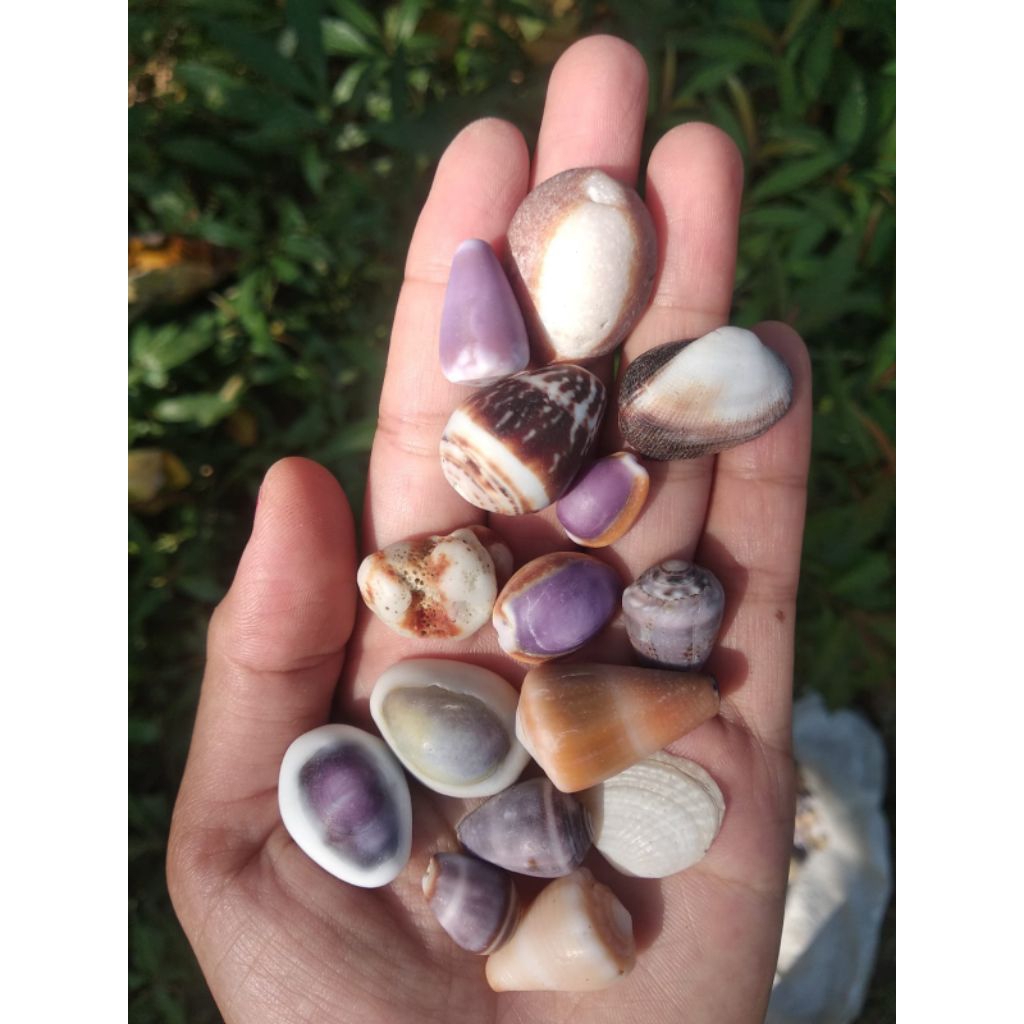 kuwuk cangkang kerang laut harga per 250g
