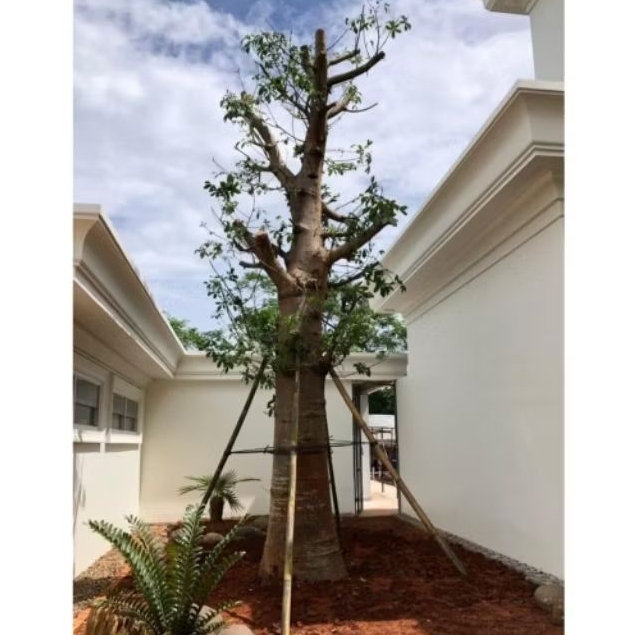 Tanaman Baobab Kaki Gajah Ukuran Besar | Pohon Baobab Tree Cocok Untuk Peneduh Rumah