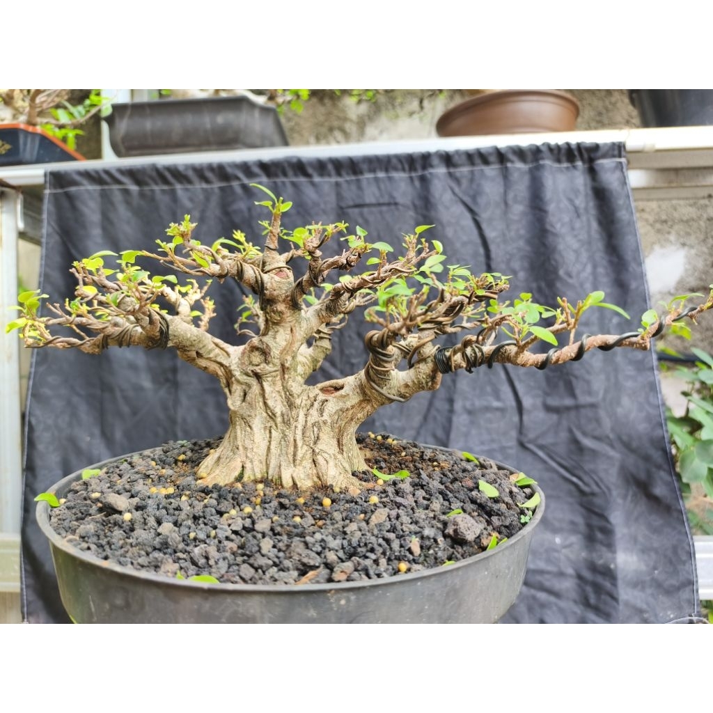 bonsai kimeng bonsai Beringin kimeng bonsai Beringin kimeng