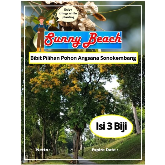 Bibit Pilihan Pohon Angsana Sonokembang | Biji Benih Pohon Angsana | Pohon Sonokembang
