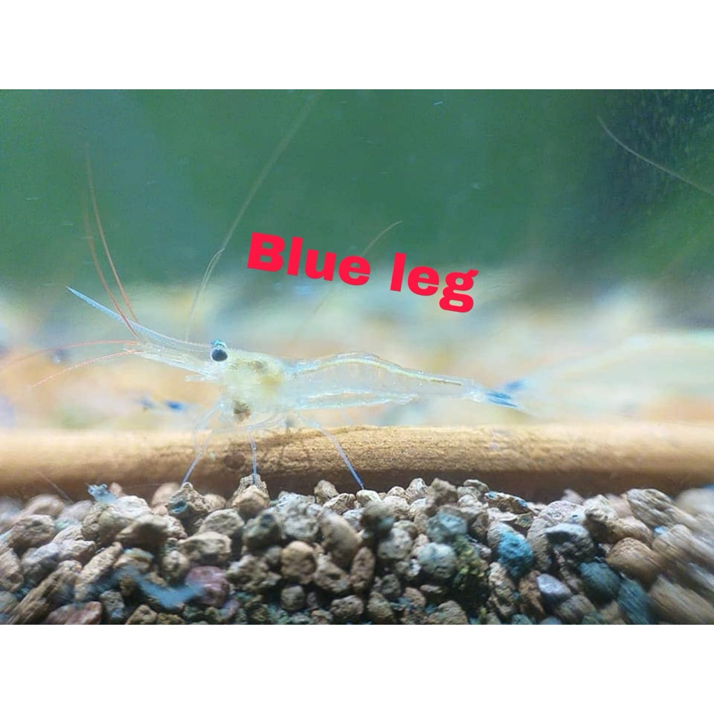 PAKET 25 EKOR UDANG SULAWESI BLUE LEG