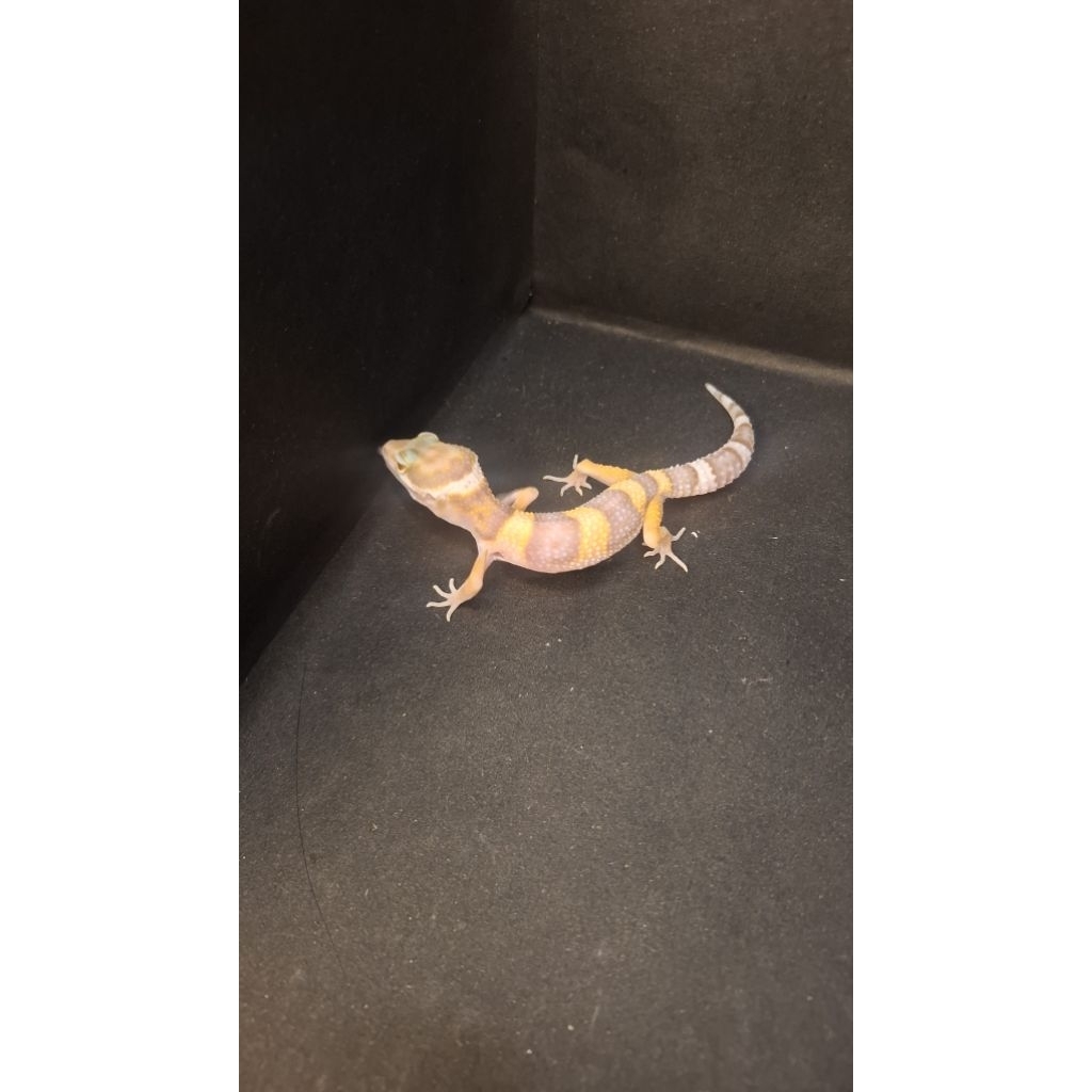 Leopard Gecko Female - Tremper Lavender ph Eclipse - Usia Juve Betina Sehat Mulus HG060
