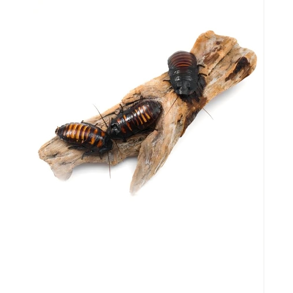 indukan kecoa madagaskar