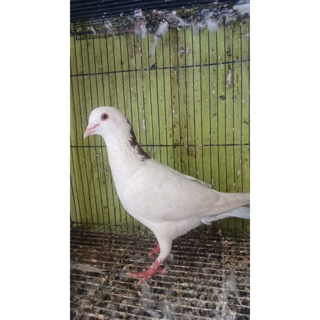 Merpati blantong cowoan jantan murah