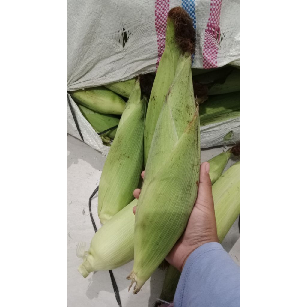JAGUNG MANIS 1 KG