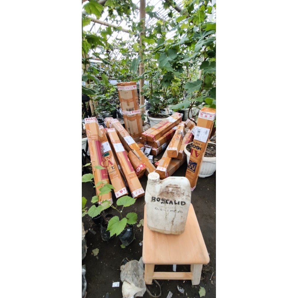 BIBIT ANGGUR IMPORT RS IAC 572