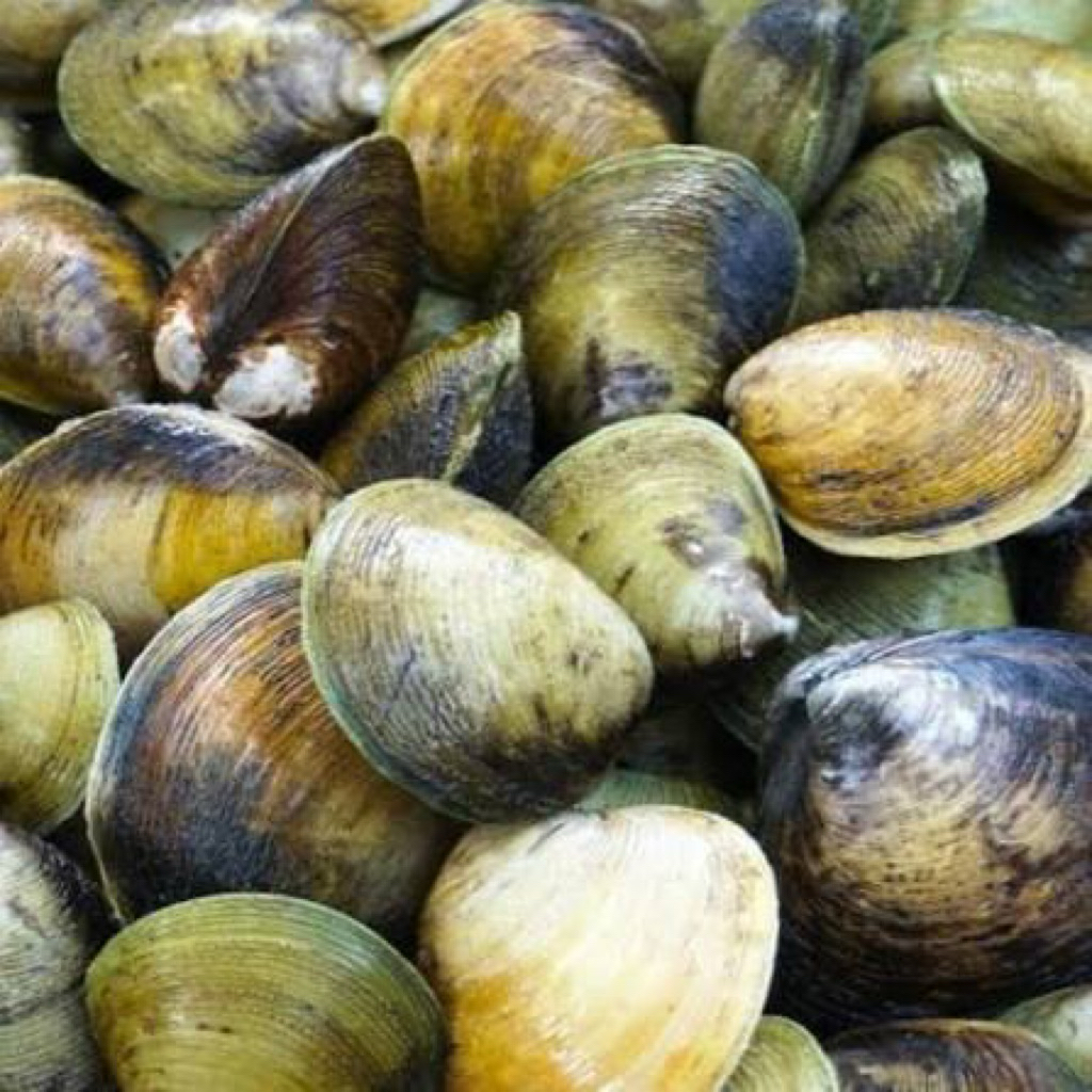 Kerang Totok Fresh 1Kg