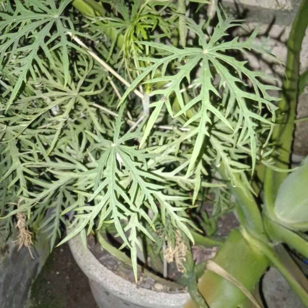 Bibit Yodium