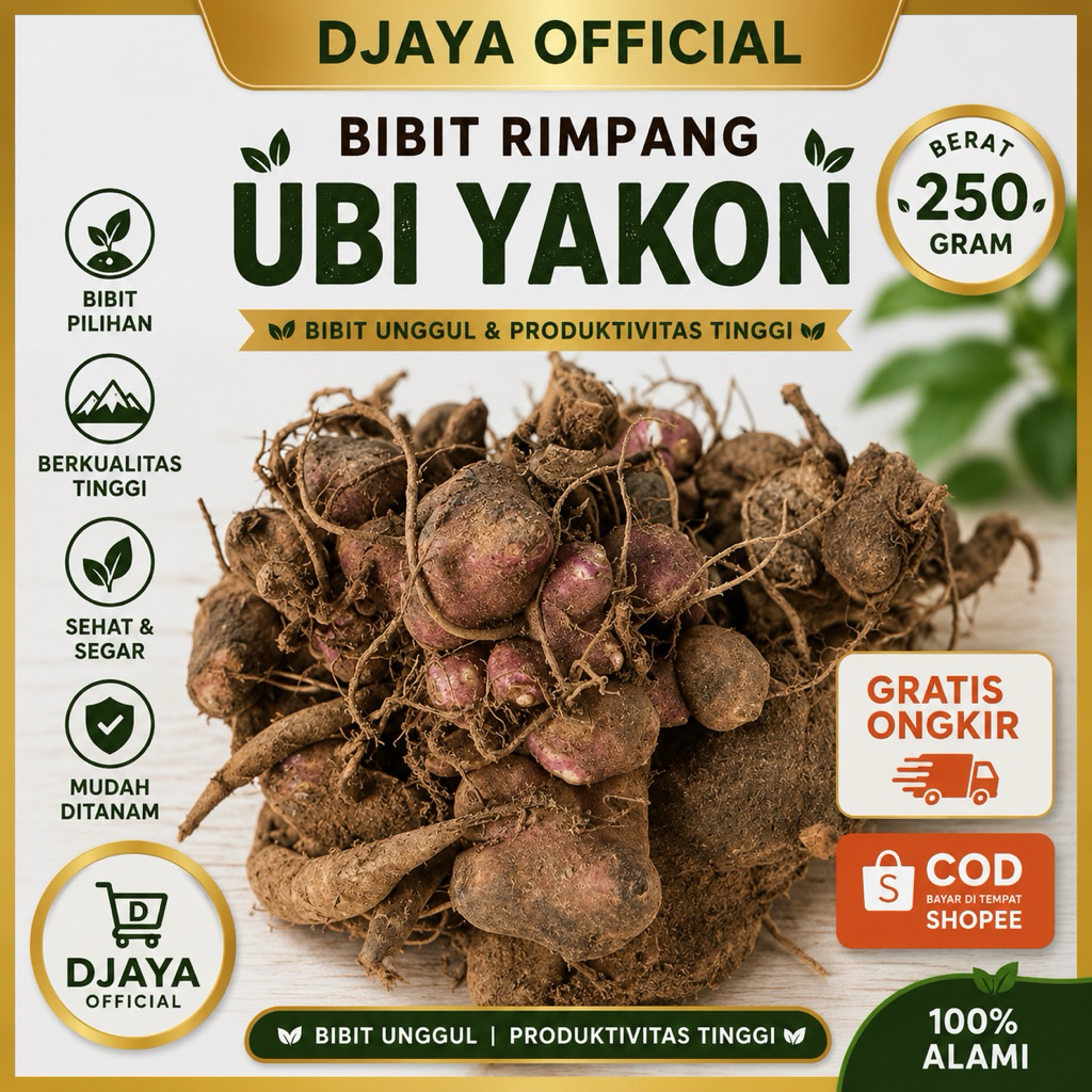 250 gram bibit rimpang ubi yakon , bibit ubi yakon berkualitas siap tanam