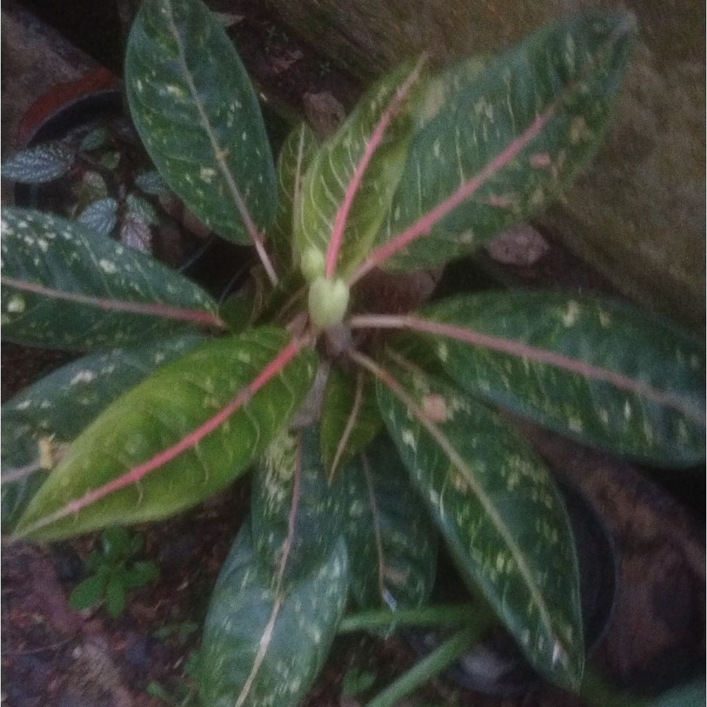 Aglaonema Adelia