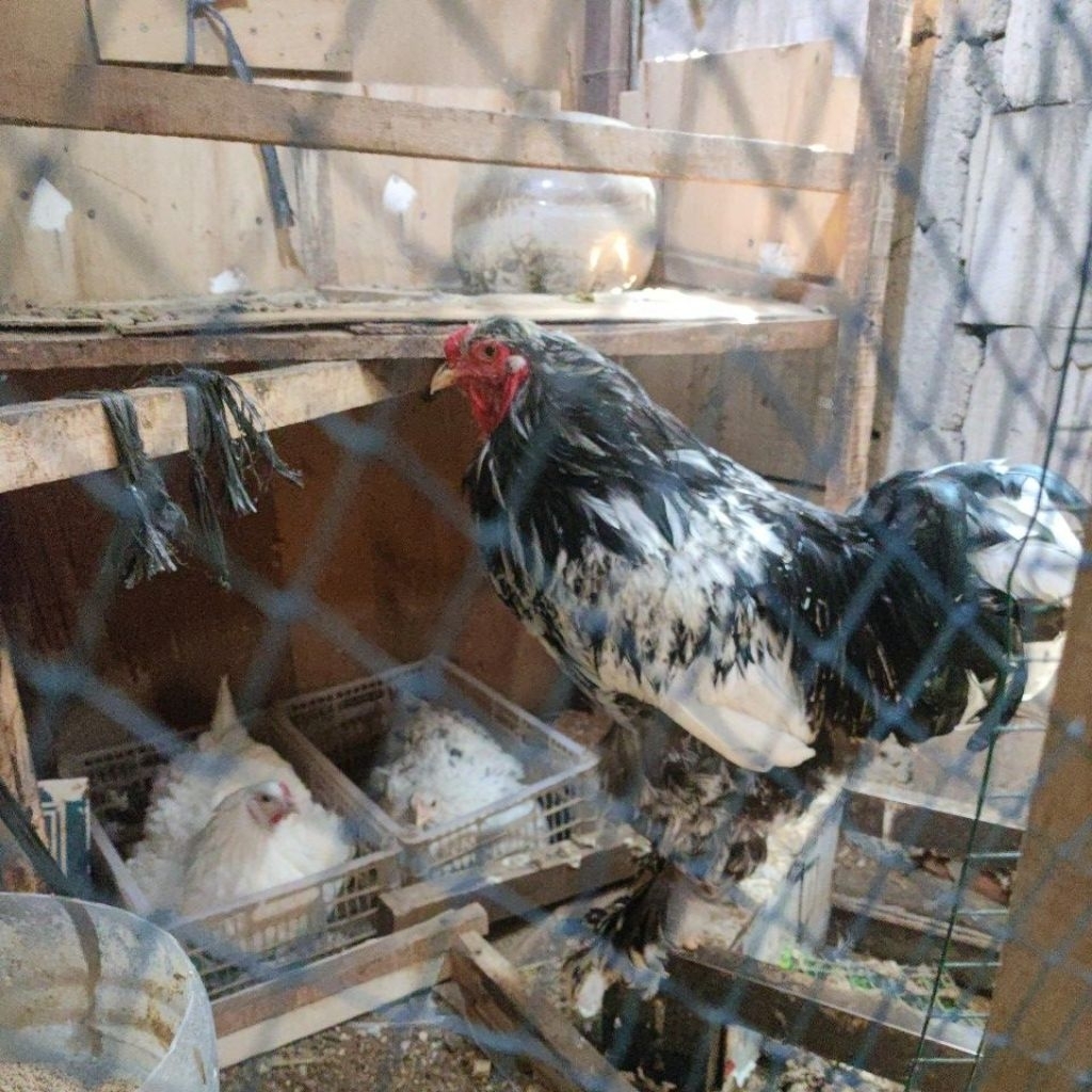 anak ayam Brahma asli import