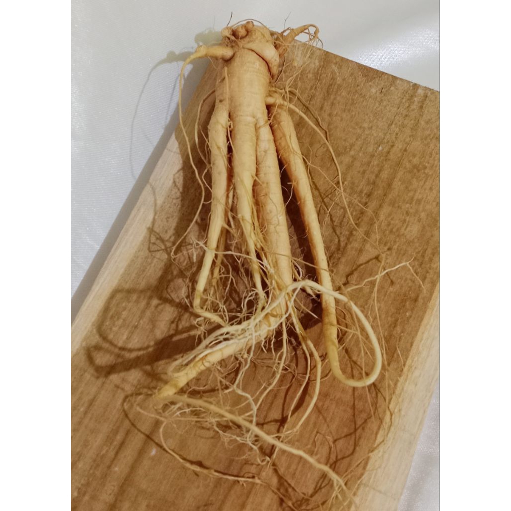 ginseng merah korea asli