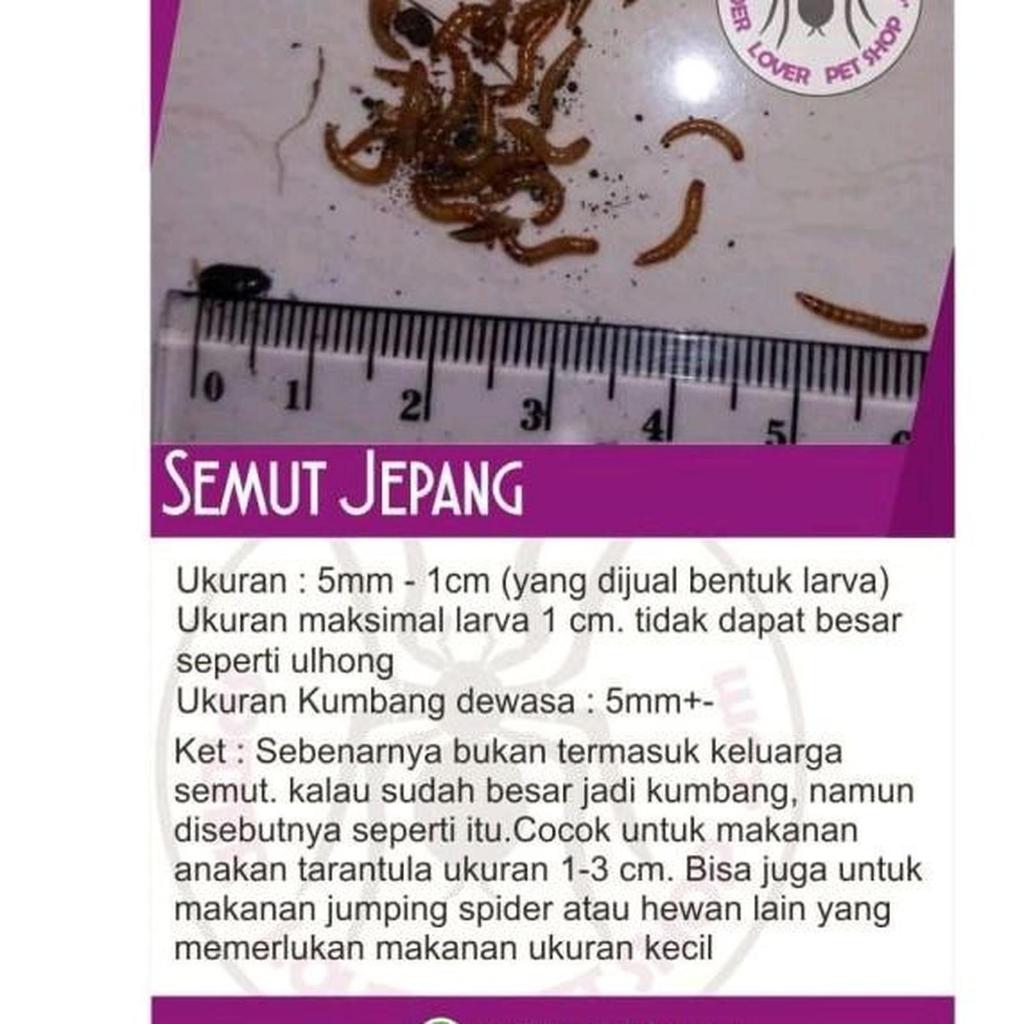 SEMUT JEPANG / 10 EKOR