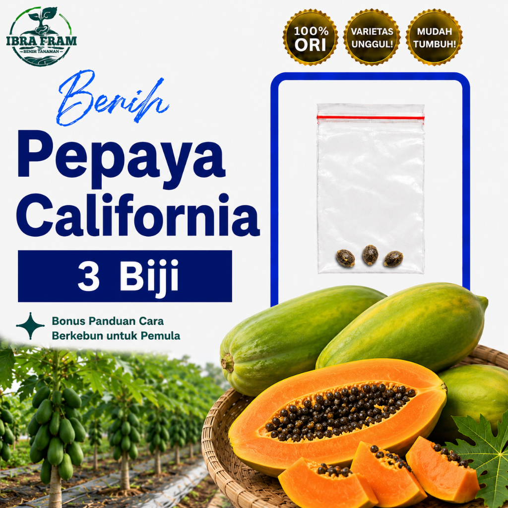 3 Benih Pepaya California F1 Calina IPB Bibit Tanaman Buah Paya Kalifornia Unggul Berkualitas