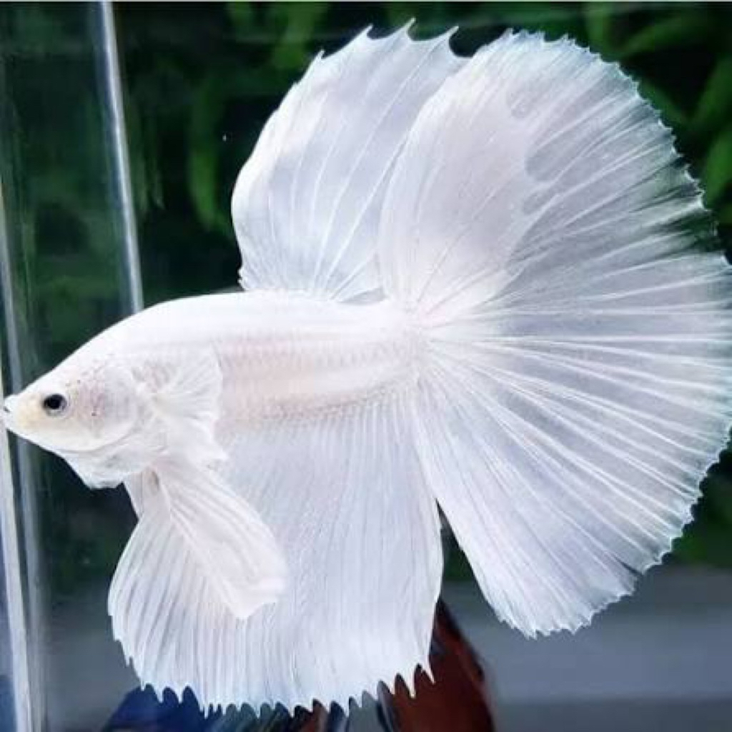 hiasan aquarium cupang halfmoon white platinum