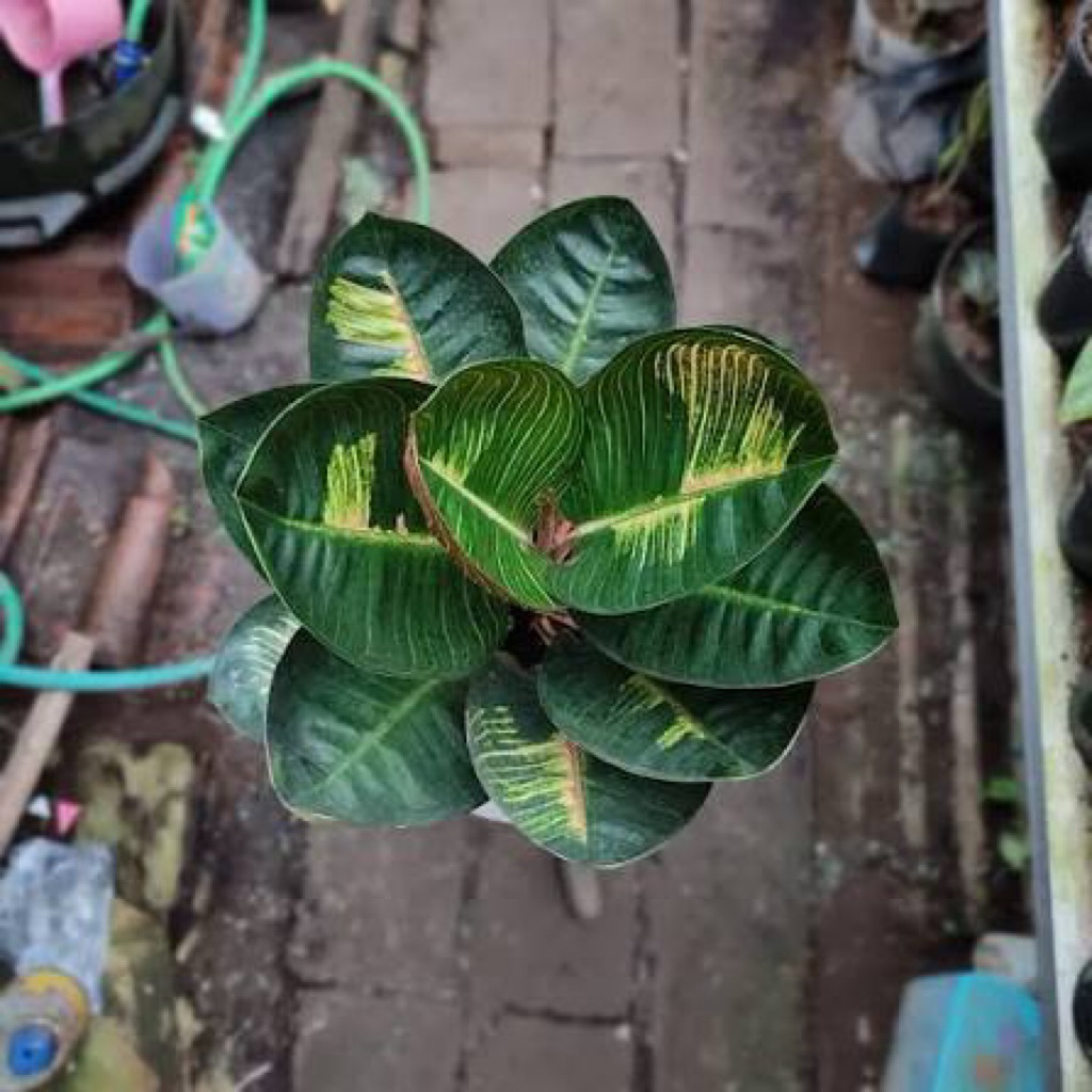 Tanaman Hias Aglonema Moonlight Gerhana/Aglonema hias-Aglonema black moonlight