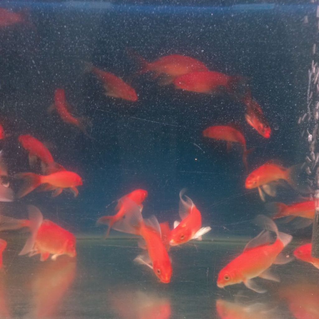 ikan hias anakan koi butterfly long body f1 vietnam