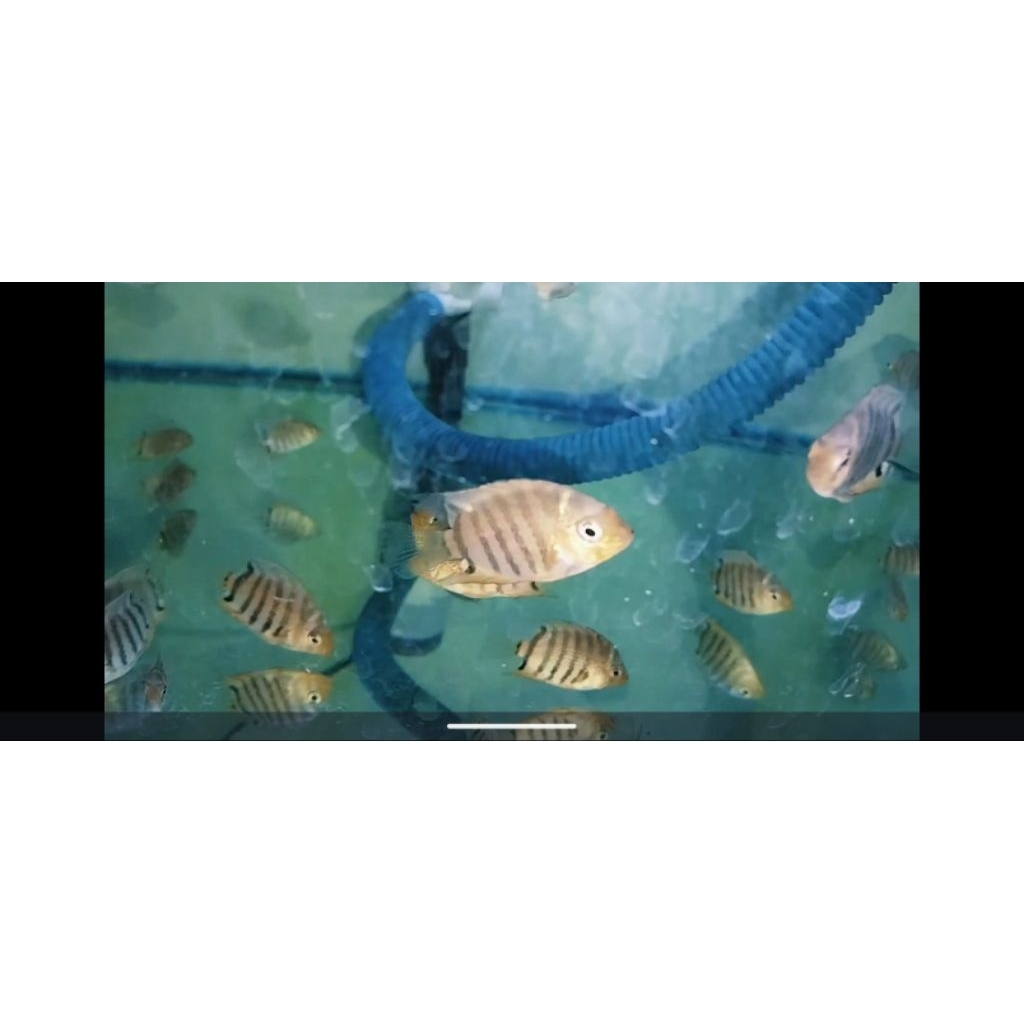 severum heros rotkeil pure