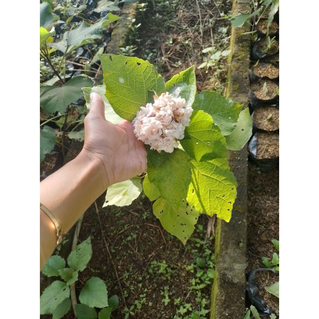 melati menur/tumpuk menur