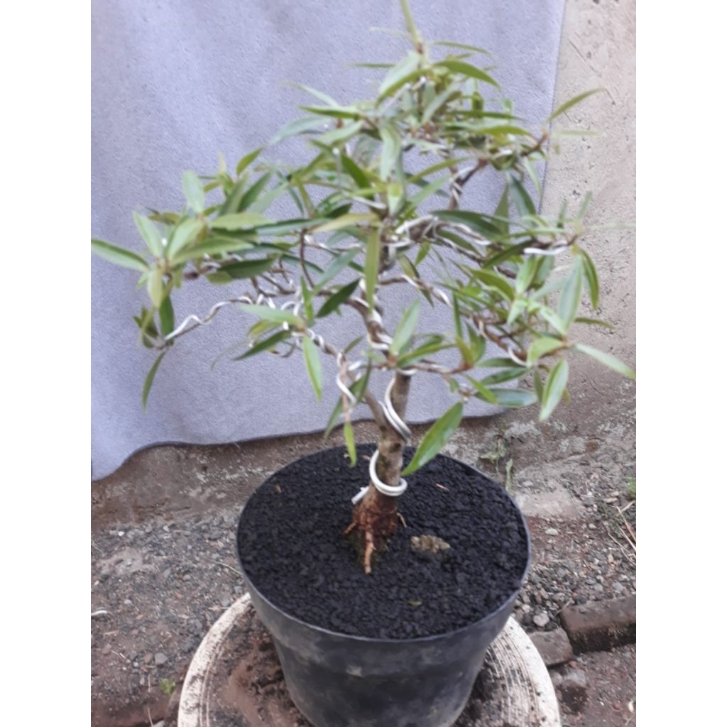 Bonsai Ficus California 2 Sesuai Foto