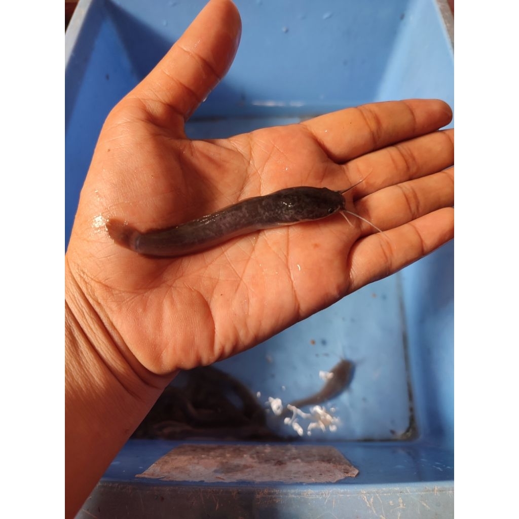 Bibit Lele Ukuran 7-8 cm