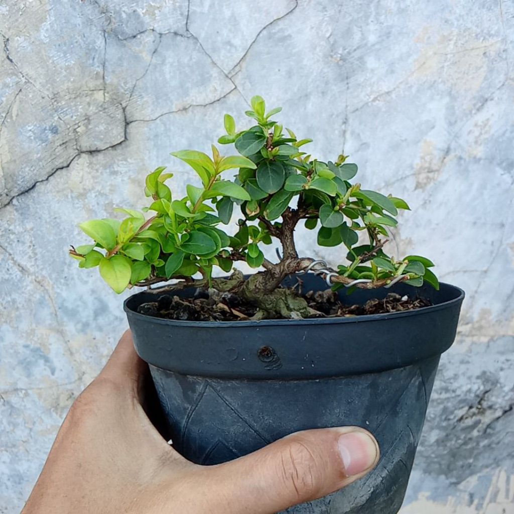 bonsai-sakura-lokal-mame