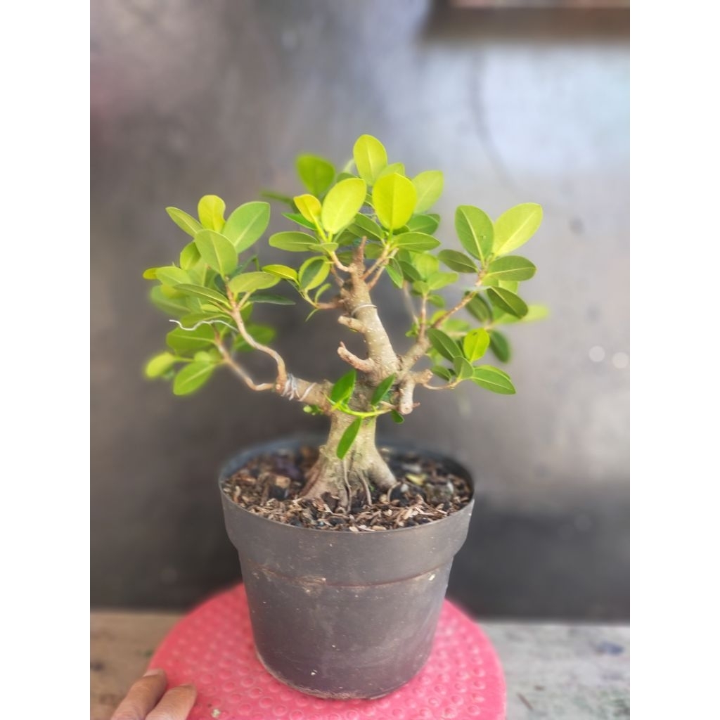 bahan bonsai ficus