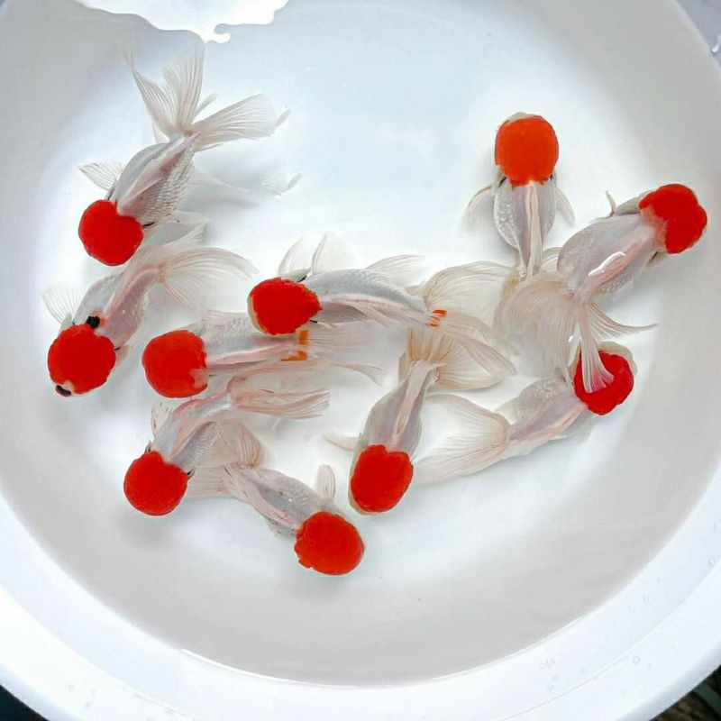 Mas koki baby oranda red cup - hiasan aquarium berkualitas