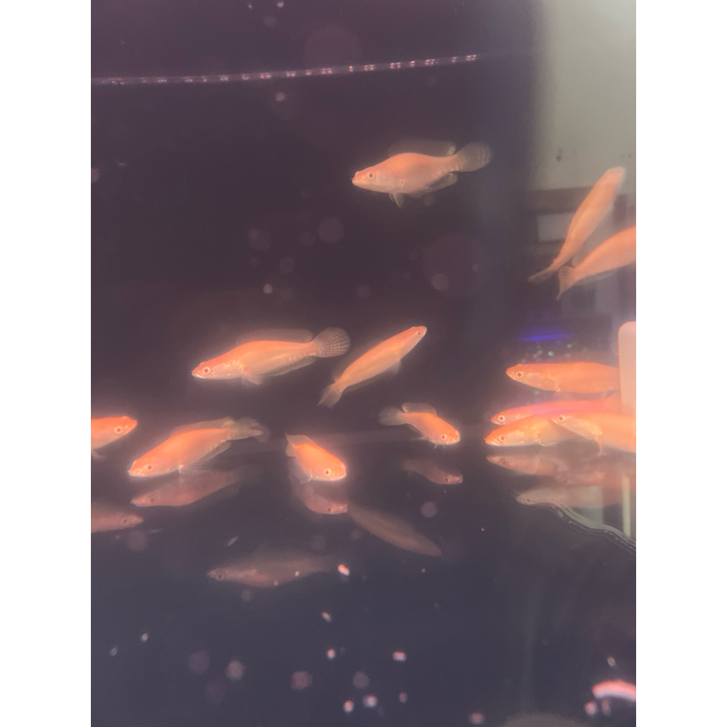 Channa striata albino shortbody