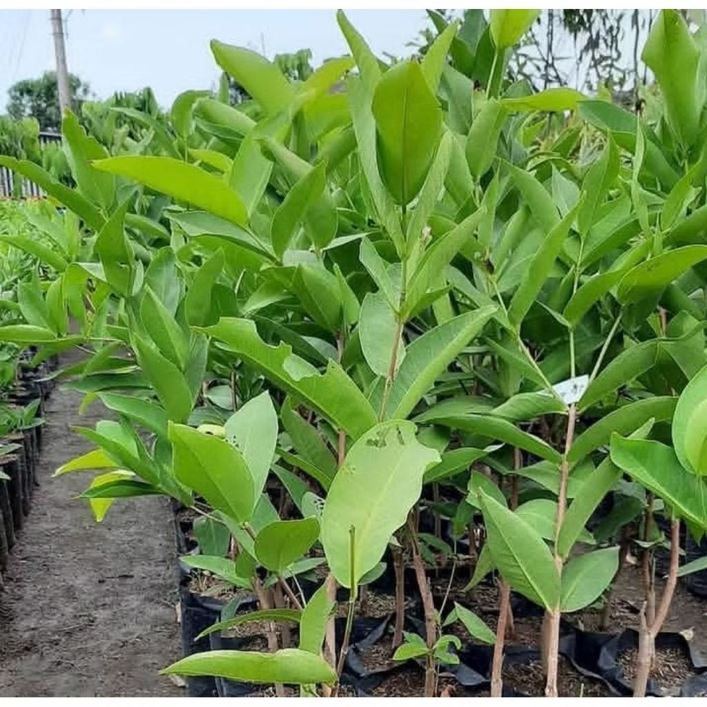 bibit cangkok jambu citra