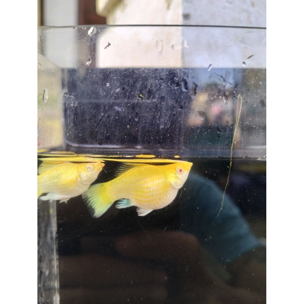 molly soft gold mata merah ( albino)