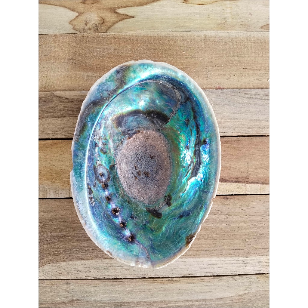 ABALONE SHELL_ORIGINAL_BIG SIZE_KERANG ABALONE, Kerajinan tangan dari kulit kerang, handycraft, Lonc