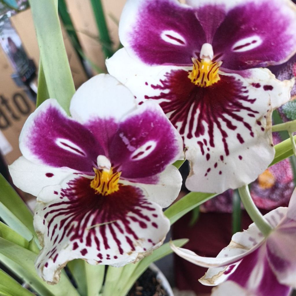 Anggrek Murah // Oncidium Miltonia //Anggrek Berbunga // Anggrek Indoor