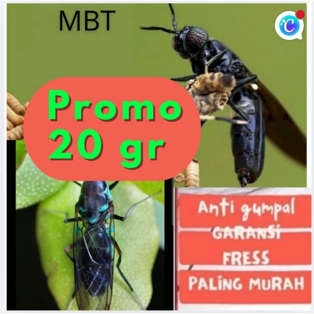 Telur BSF BIG PROMO Paket 20 gram