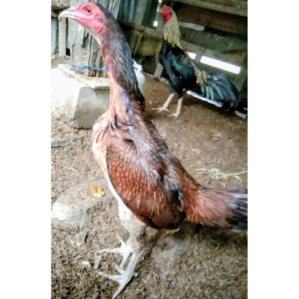 Ayam betina birma telur hijau