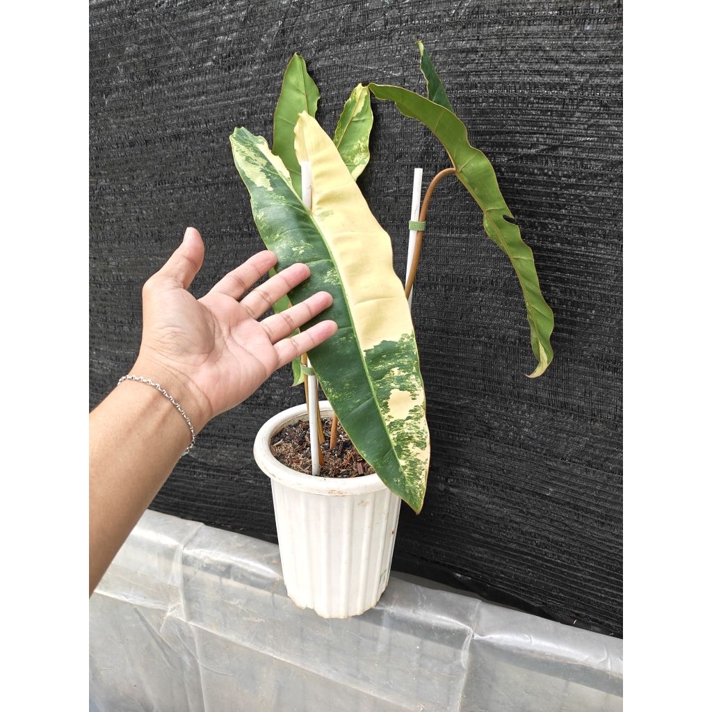 tanaman philodendron Billitiae Variegata kabel busi