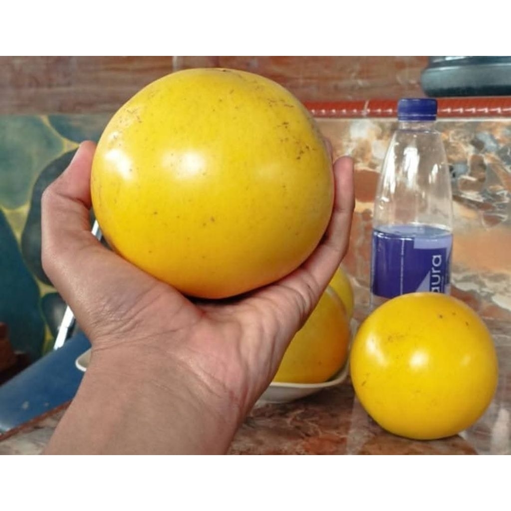 bibit sawo abiu jumbo (okulasi)