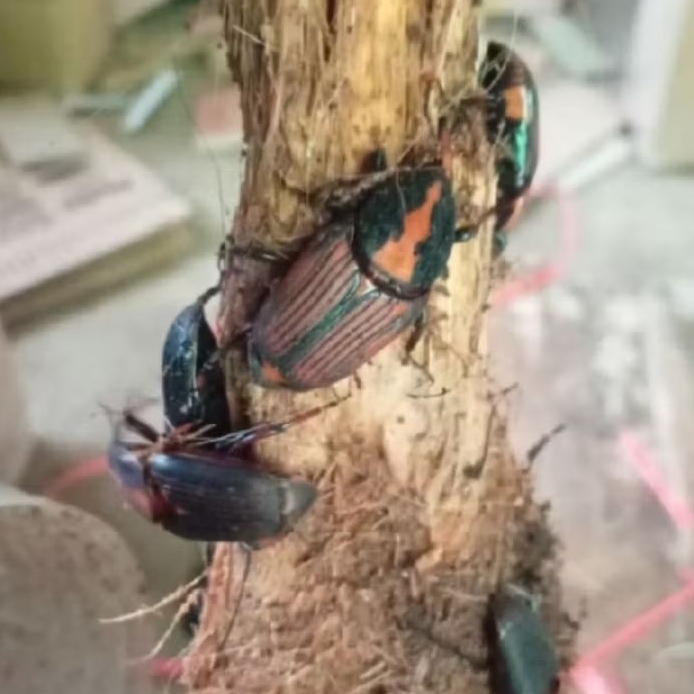 kumbang sagu par1biji