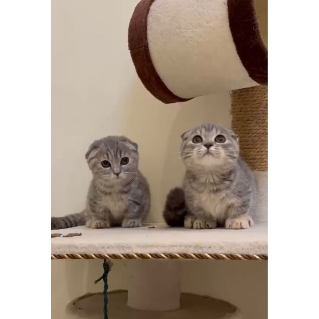 Gaelic betina kitten