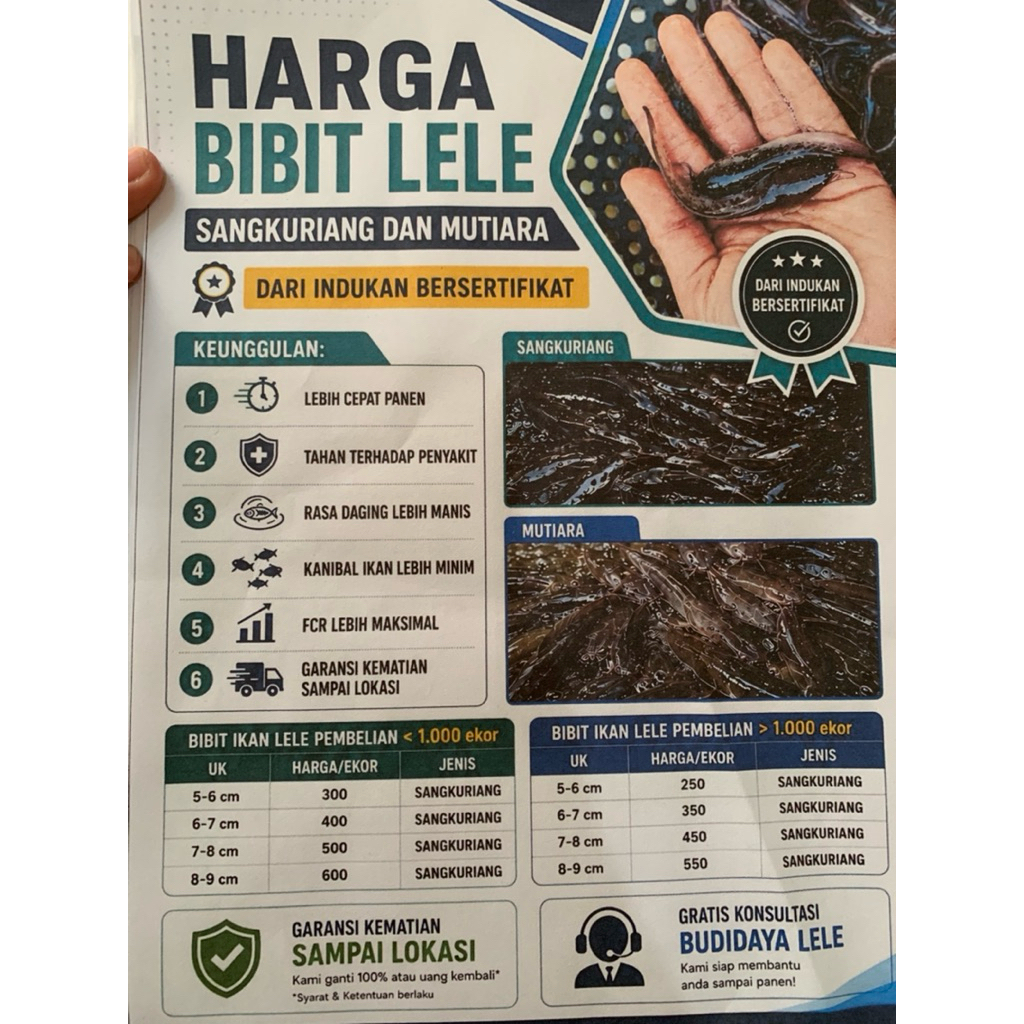 bibit ikan lele sangkuriang bibit unggul indukan bersertifikat