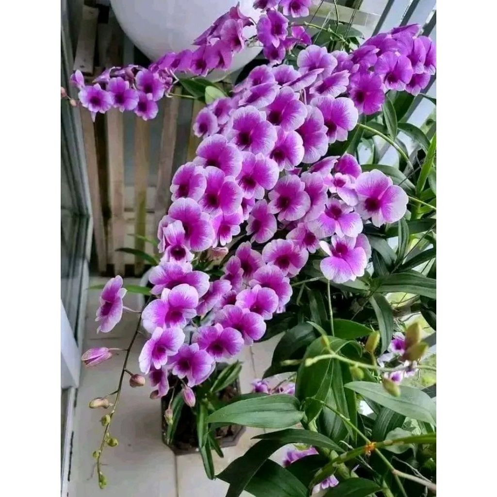 Dendrobium mini yaya