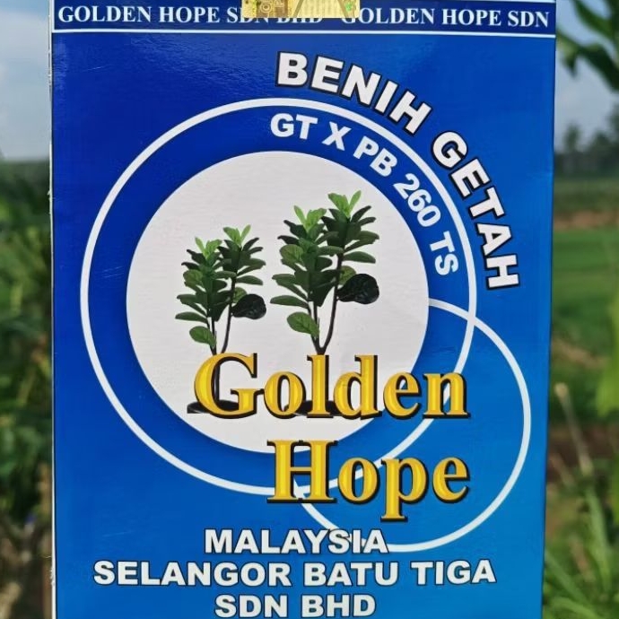 bibit KARET GOLDEN HOPEMALAYSIA PB GT 260 TERBAIK (200 BUTIR)